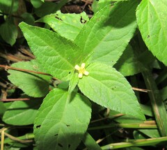 Calyptocarpus brasiliensis