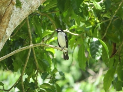 Sporophila lineola