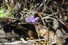 Pseuderanthemum praecox