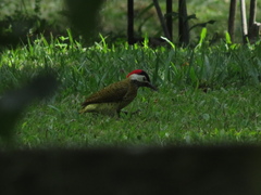 Colaptes punctigula