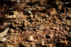 Pindis squamistriga
