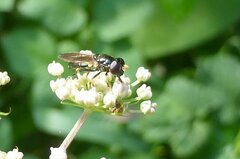 Cheilosia pagana