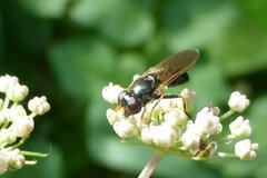 Cheilosia pagana