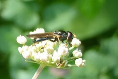 Cheilosia pagana