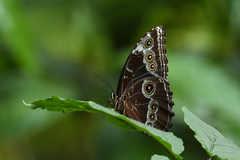 Morpho helenor