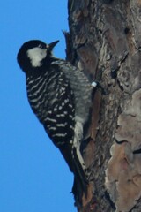 Dryobates borealis