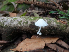 Coprinellus
