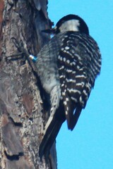 Dryobates borealis