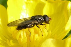Cheilosia pagana