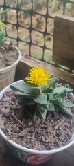 Faucaria