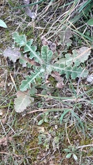 Sonchus asper asper