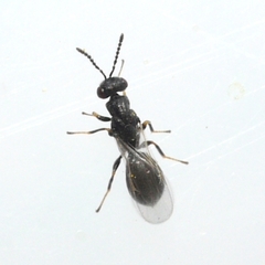 Eurytomidae