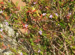 Cuphea hyssopifolia