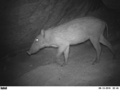 Sus scrofa cristatus