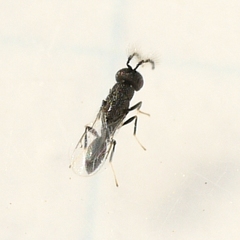Eurytomidae