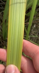 Austroderia splendens