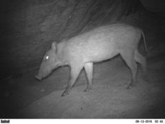 Sus scrofa cristatus