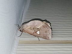 Pterogonia cardinalis