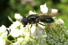 Cheilosia scutellata