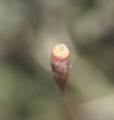 Plagiothecium laetum