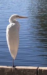 Ardea alba
