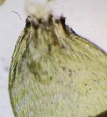 Plagiothecium laetum