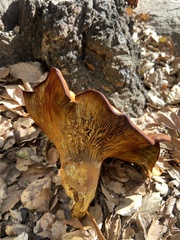 Omphalotus