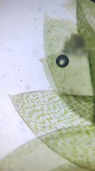 Plagiothecium laetum