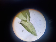 Plagiothecium laetum