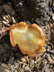 Omphalotus