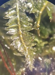 Plagiothecium laetum