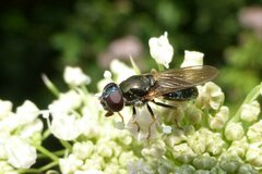 Cheilosia scutellata