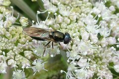 Cheilosia scutellata