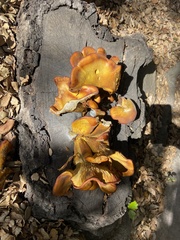 Omphalotus