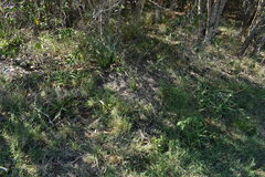 Acromyrmex crassispinus