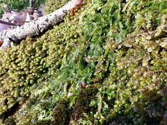 Plagiothecium laetum