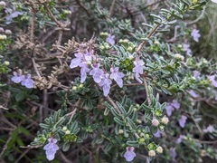 Teucrium brevifolium