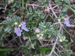 Teucrium brevifolium