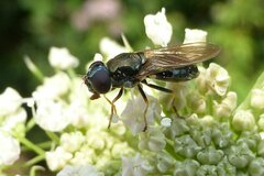 Cheilosia scutellata