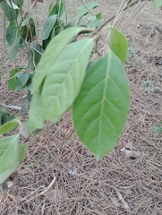 Combretum fruticosum