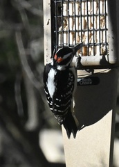 Dryobates villosus villosus