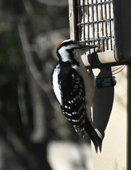 Dryobates villosus villosus