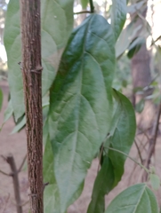 Combretum fruticosum