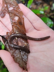 Oedipina parvipes