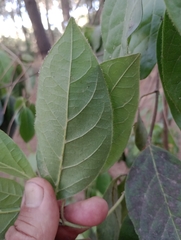 Combretum fruticosum