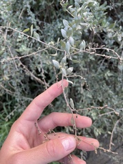 Atriplex lentiformis