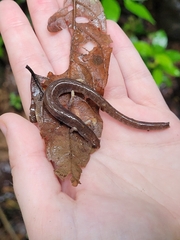 Oedipina parvipes