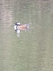 Lophodytes cucullatus