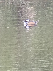 Lophodytes cucullatus