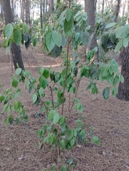 Combretum fruticosum
